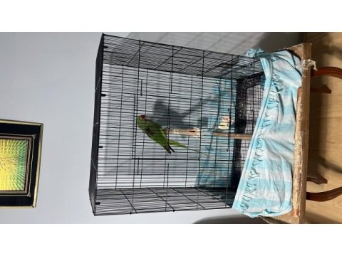 10 aylık erkek alexander papağanı
