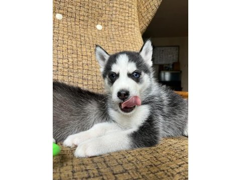 Harika masmavi göz husky yavrular