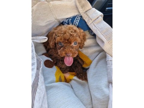 Dark brown kore toy poodle bebekler