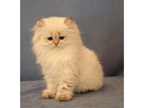 Ny2533 dişi british longhair