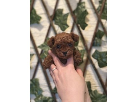 Kore teacup poodle