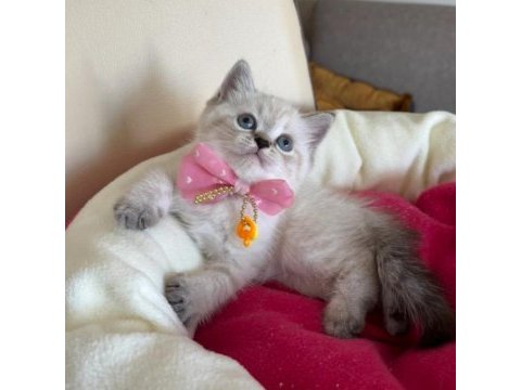 British shorthair dişi yavrumuza yuva uyguna