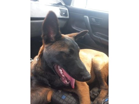 Türünün tek örneği malinois özel bir ırktır