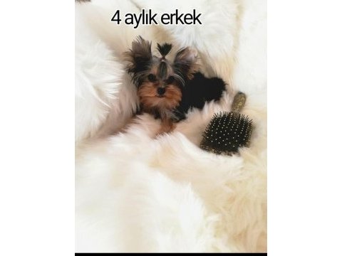 Orjinal şecereli baby face yorkshire yavrular