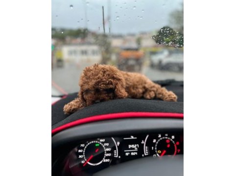 Toy poodle yavrusu