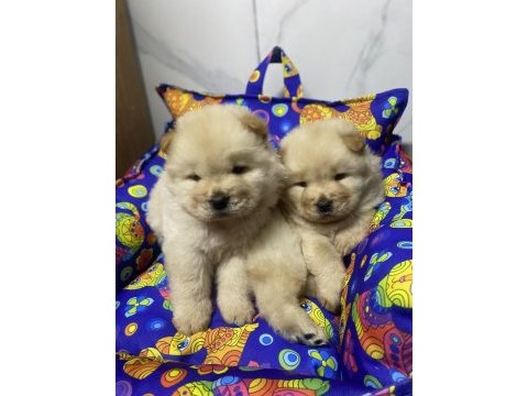Her renk chow chow bebekler