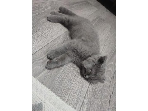 2 aylık çok uysal british shorthair