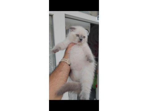 Scottish fold kedimiz