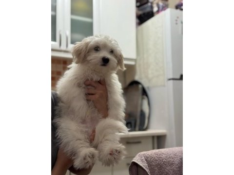 Son maltese bebeğimiz