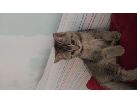 British shorthair yavrular yeni yuvasına hazir