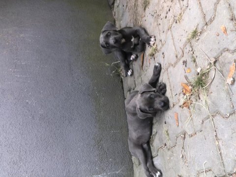 70 günlük dişi blue ve siyah cane corso yavrular