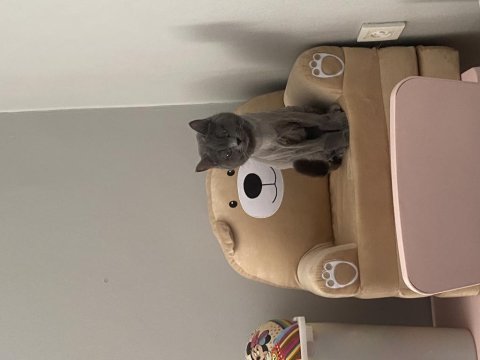 1 yaşında dişi british shorthair