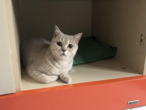 1 yaşında british shorthair sahiplendirme