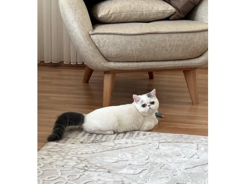 Dişi exotic shorthair