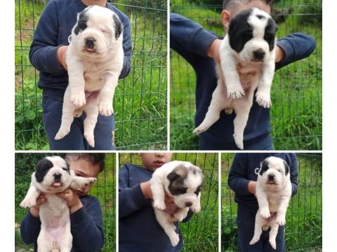 Devasa anatomili xxl alabay yavruları
