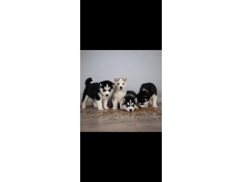 Orjinal husky yavrular
