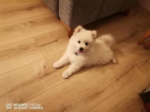 Erkek japon spitz