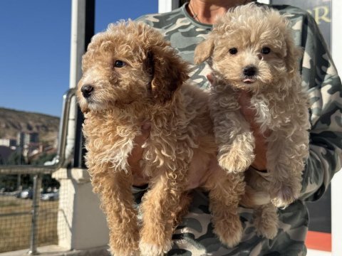 Ankaranın en güzel maltipoo yavruları