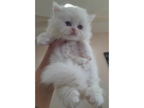 Muhteşem british longhair erkek bebek