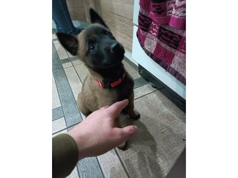 Belçika malinois yavrularımız evinizin neşesi olacaktır