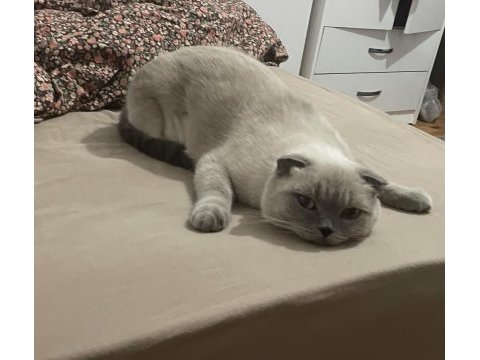 Scottish fold blue point kedisi