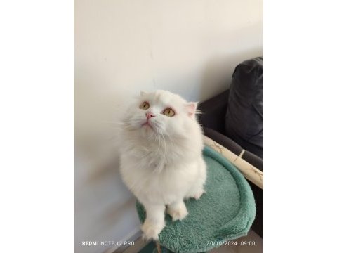 Scottish fold yavru kedimiz uygun şartlarla