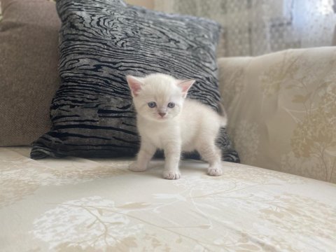 Blue point british shorthair