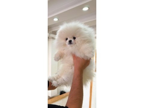4 aylık saf ırk erkek pomeranian boo