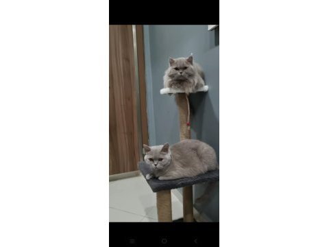 British shorthair dişi kedimiz