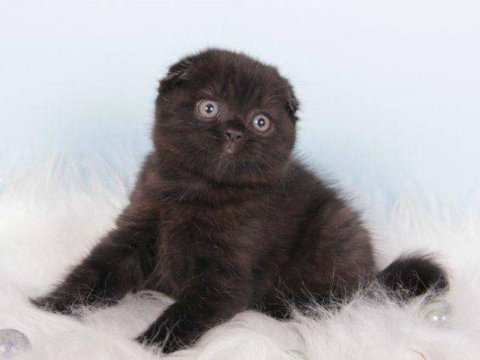 Scottish fold kittens