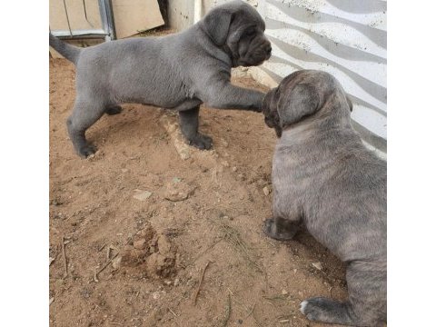 Sılver blue yanı gumus ve mavı gozlu nun en guzellerı