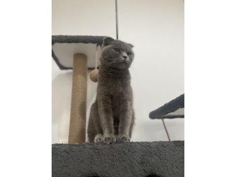 12 aylık scottish fold aşısı kimliği mevcut malzemesi