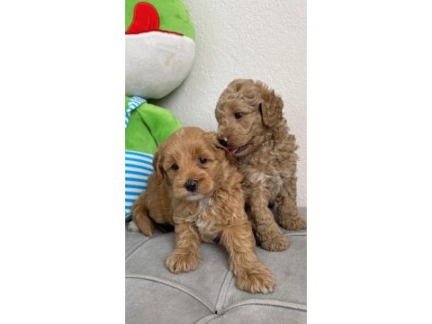 Sevimli maltipoo köpekler