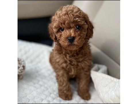 Garantili toy poodle orjinal