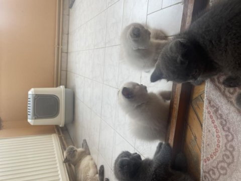 Maviş gözlü kediler