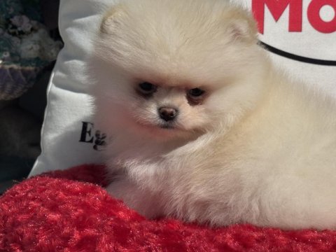 Petmode köpek çiftliğinde ziyarete açık li pomeranian