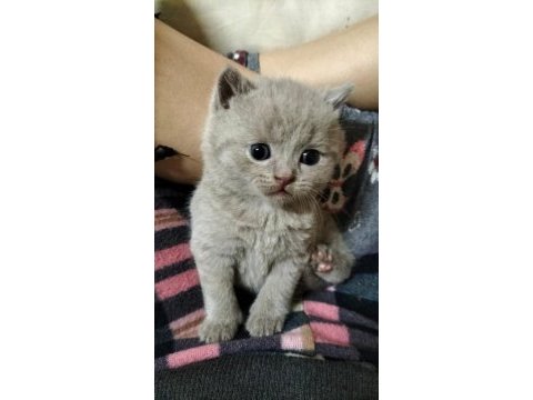 British shorthair ve scottish fold