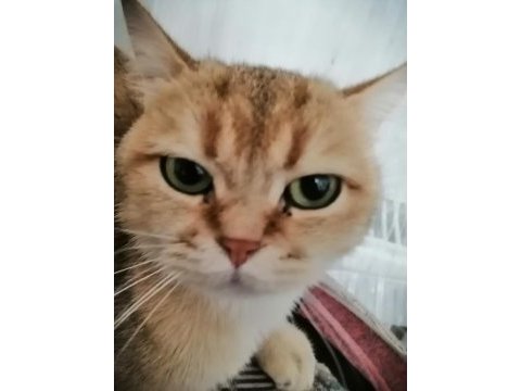 Güzel gözlü british shorthair kızımızı ücretsiz