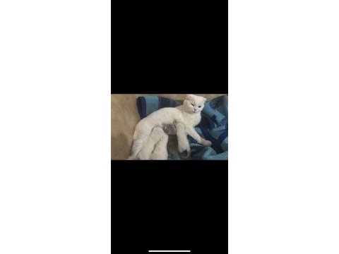 27 mart doğumlu scottish fold yavrular sahiplendirme