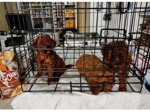 Toy poodle kırmızı bebekler