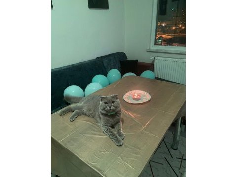 1 yaşında scottish fold eş ilanı