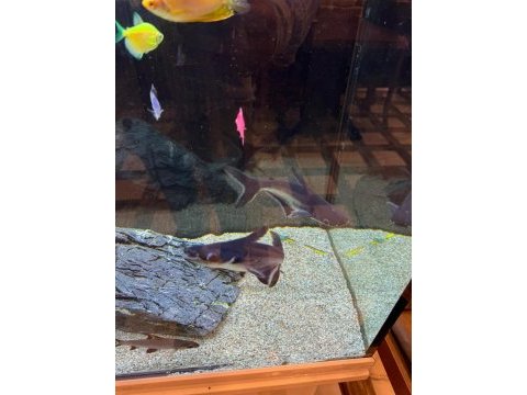Pengasus köpek balığı 15 20 cm
