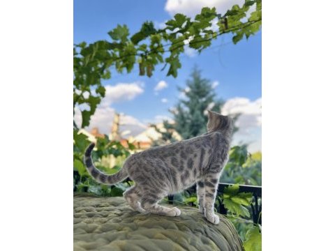 Silver bengal kedisi 3 aylık