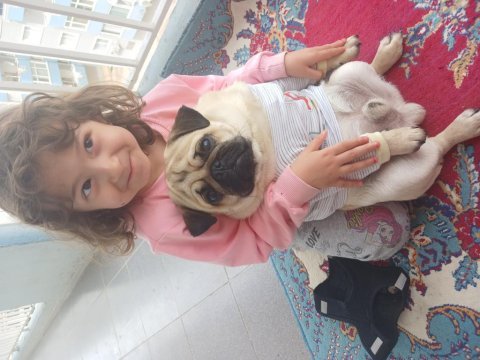 11 aylık pug