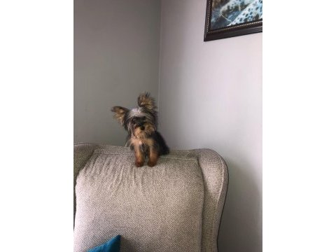 4 aylık yavru yorkshire terrier