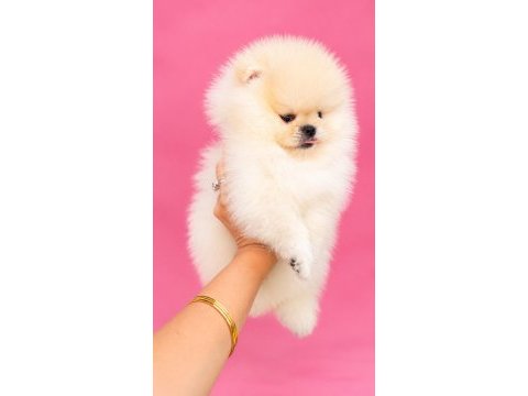Orijinal ayı sürat pomeranian boo