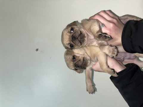 Pug bebeklerim