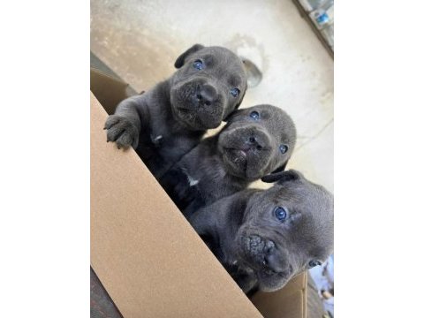 Cane corso
