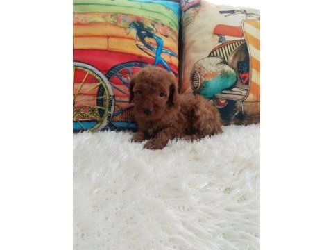 Toy poodle yavrularımız