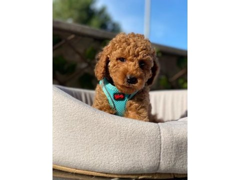 Evinizin yeni neşesi poodle burada